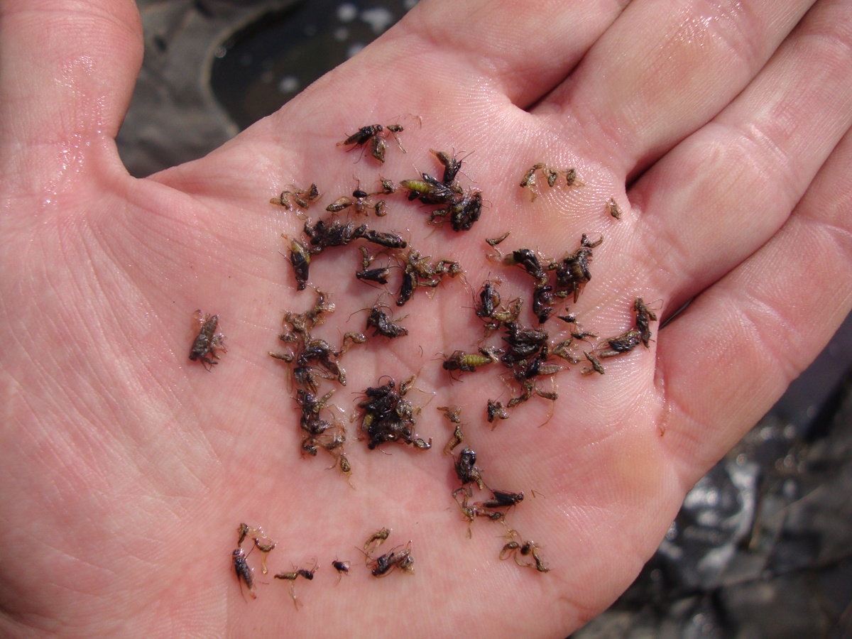 Caddis_pupa_in_among_the_stomach_contents_of_a_18_rainbow_trout