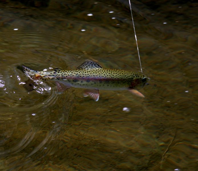 Coldbrook_stream_Eastern_Cape_10