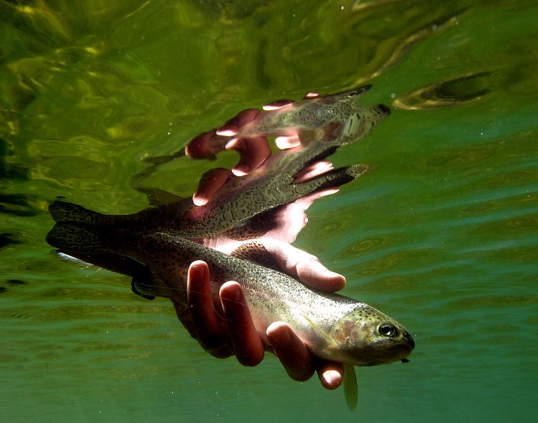 Coldbrook_stream_Eastern_Cape_13