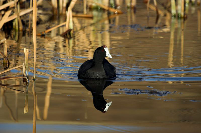 Coot_Highland_Lodge