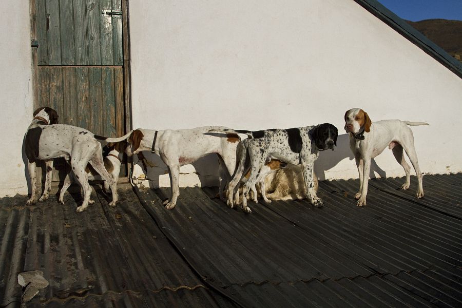 Dogs_gather_on_the_roof_of_a_Birkhall_shedSpotting_trout_trout_9-50