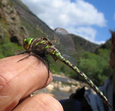 Dragonfly_on_a_dry_fly