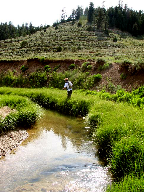 East_Fork_Sevier_-_Dry_Fly_Heaven