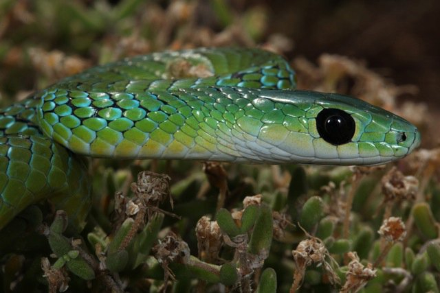 Eastern_Natal_Green_Snake_Philothamnus_natalensis_occidentalis._Pic_Johan_Marais