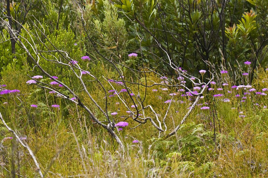 FYNBOS_GIJSBERT_1_2