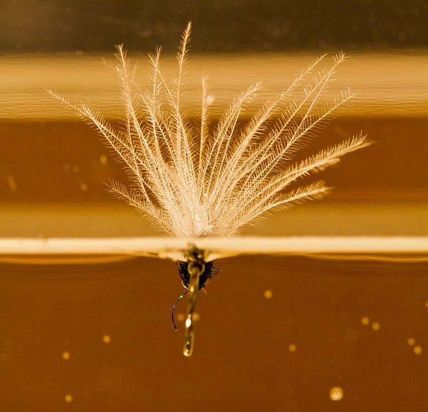 Fly_3_-_CdC_Mayfly_from_below