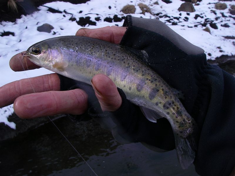 Fly_fishing_Rhodes_snow_15