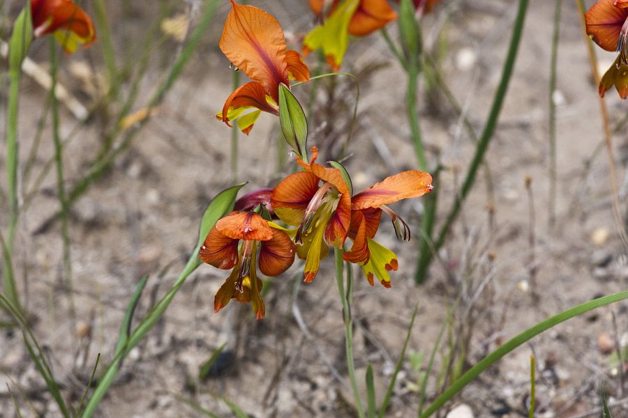 Gladiolus_alatus