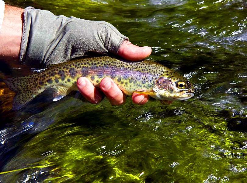 File:Breeding Brown Trout and Flyrod.JPG - Wikimedia Commons