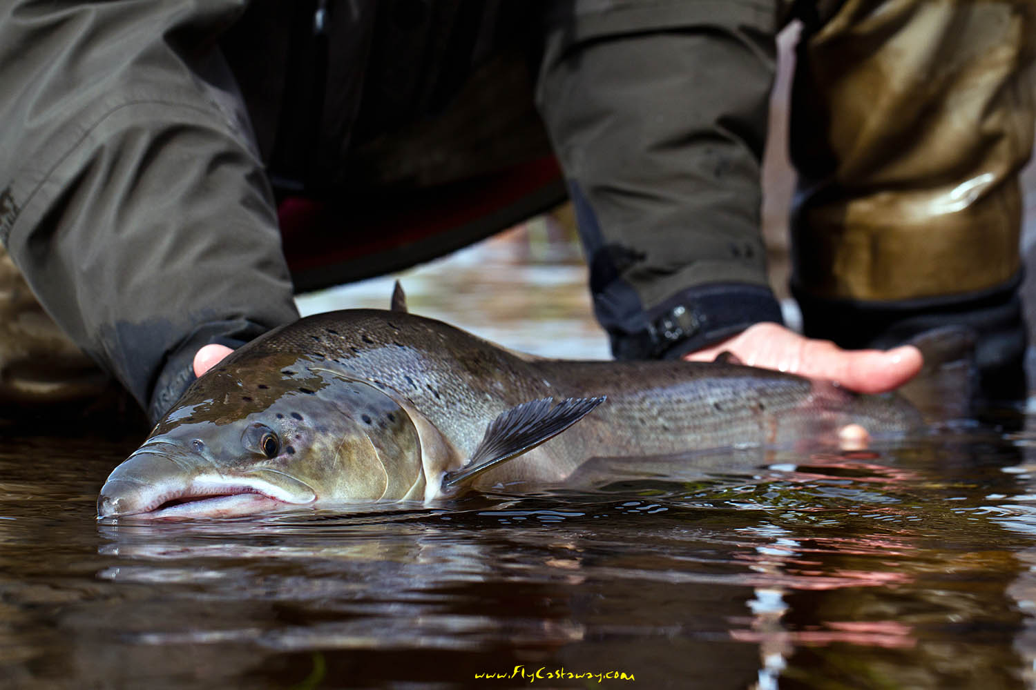 Kola_Peninsula_Russian_salmon_fishing_8