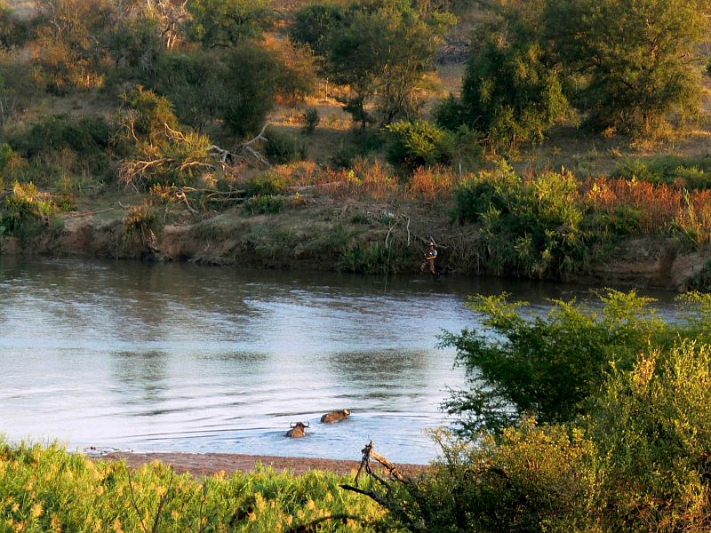 Light_line_fly_fishing_for_buffalo_10