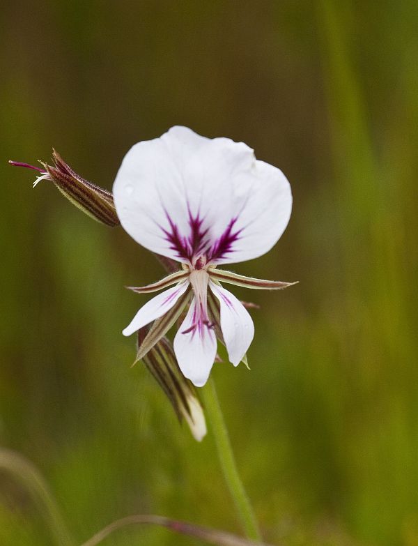 Pelargonium_longicaule