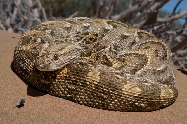 Puff_Adder_Bitis_arietans.__Copyright_Johan_Marais_