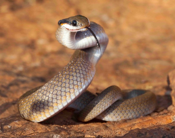 Red-lipped_or_Heral_d_Snake_Crotaphopeltis_hotamboeia._Pic_Johan_Marais