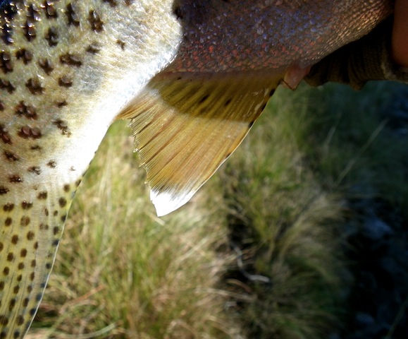 Rhodes_district_fly_fishing_scenes_14