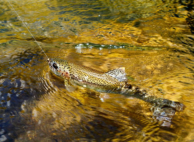 Rhodes_fly_fishing_J_Fourie_14