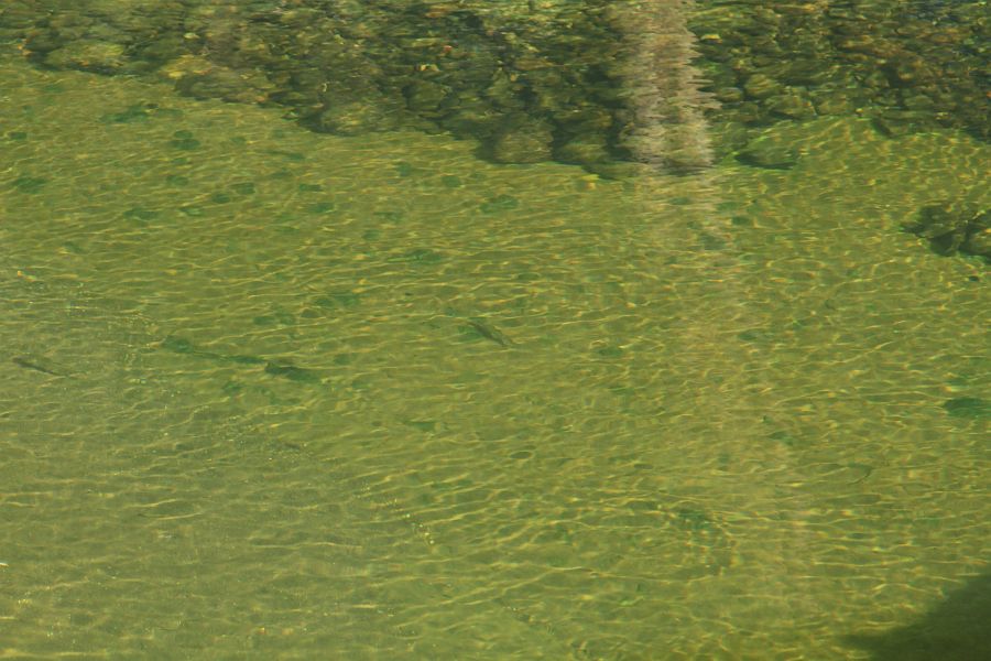 Small_trout_at_the_Welgemoed_Bridge