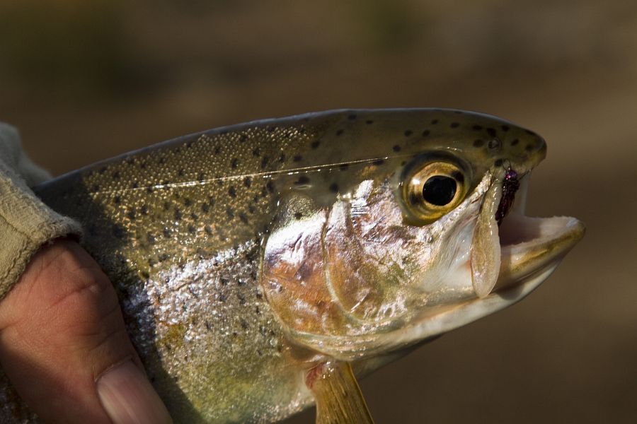 Sterkspruit_trout_on_Zak_Nymph