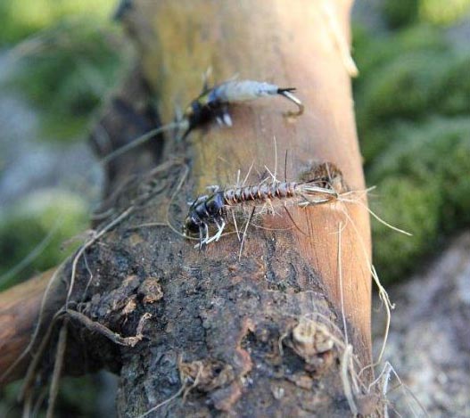 Taranaki_River_nymphs