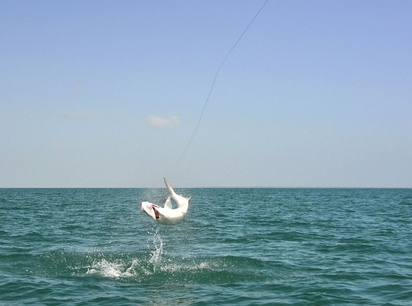 Tarpon_Cuba_7