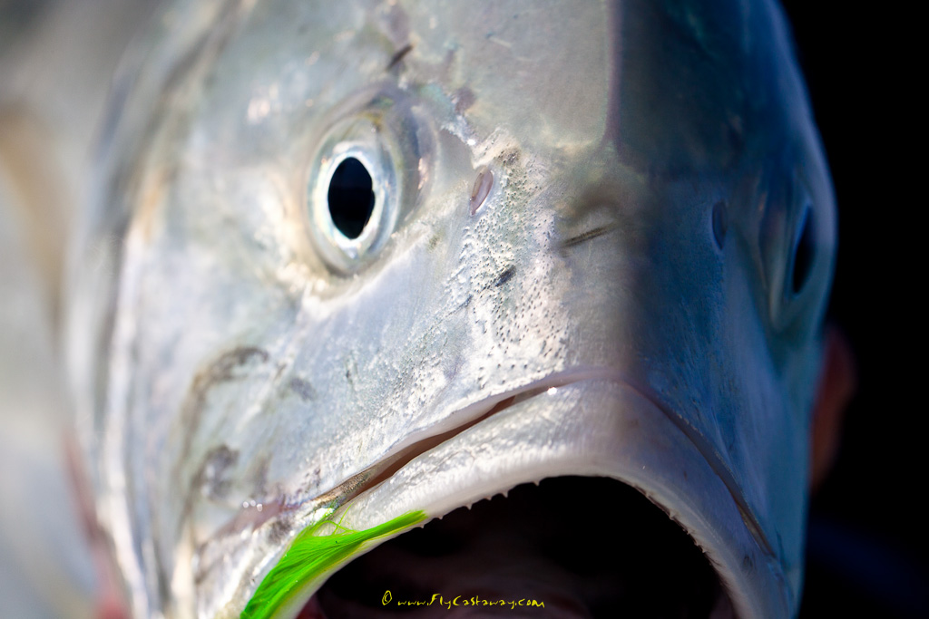 Tarpon_fly_fishing_USA_1