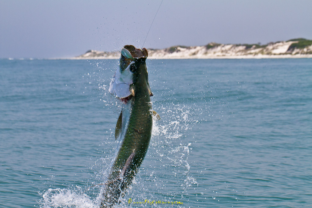 Tarpon_fly_fishing_USA_3