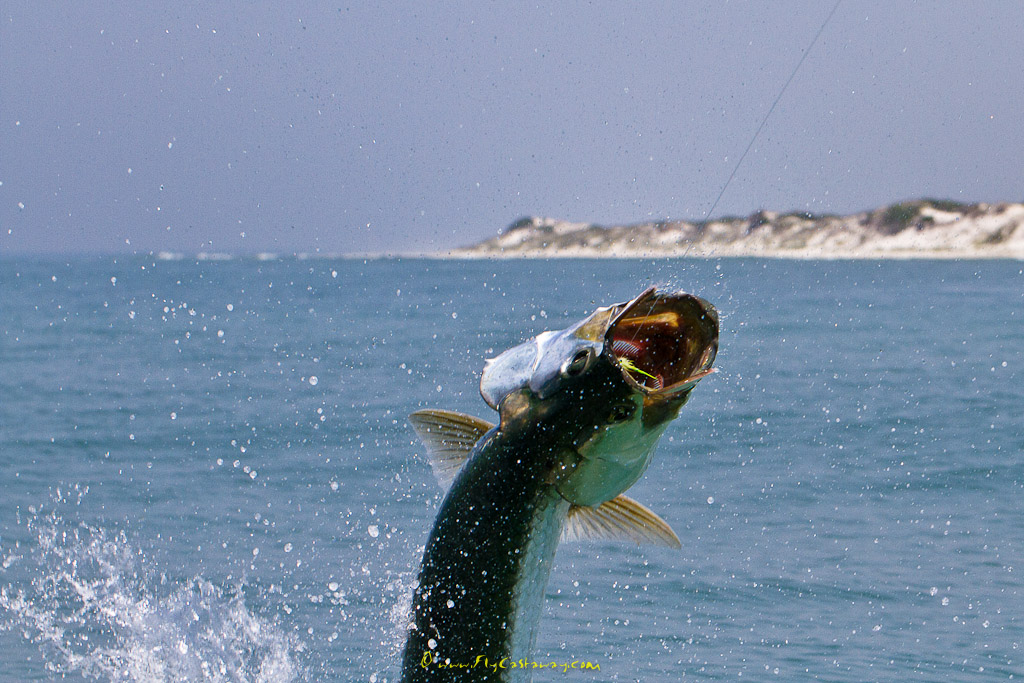 Tarpon_fly_fishing_USA_4