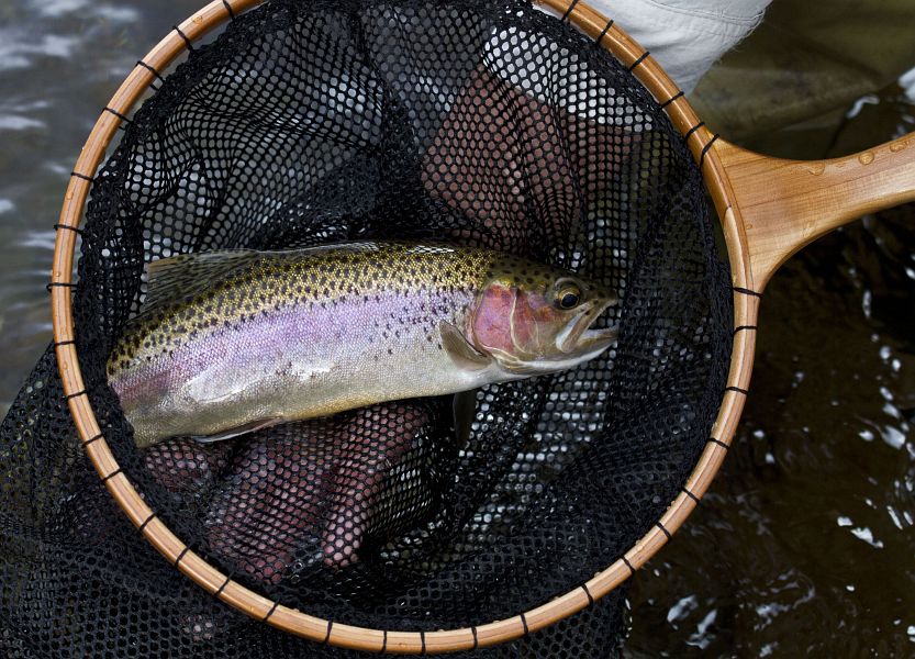 Tenkara_fly_fishing_on_the_Bokspruit_3