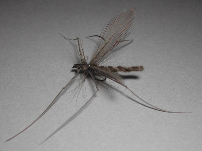 Tipula 3