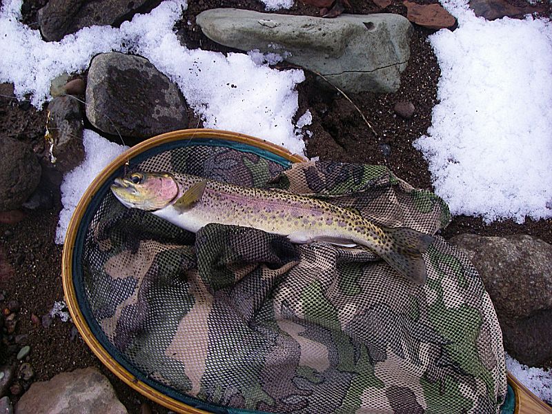 Trout_in_a_snow_net