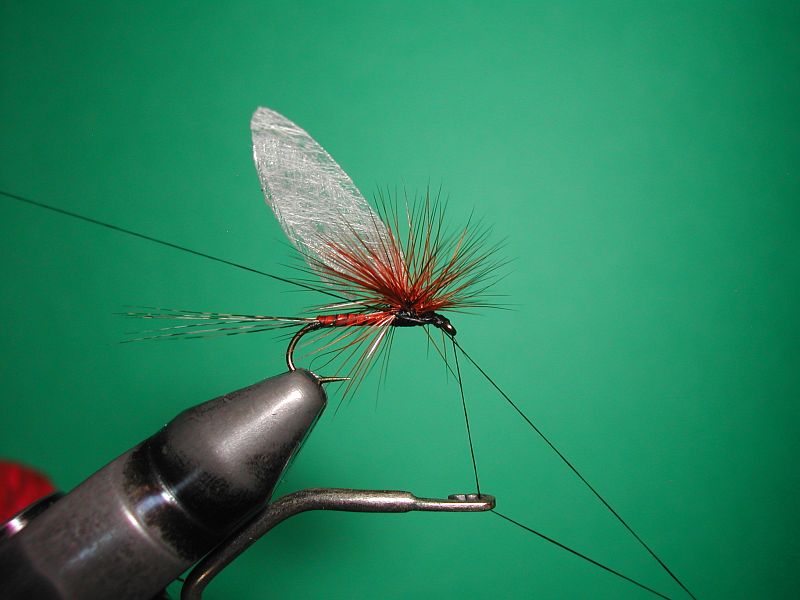 Tube Steelhead Beetle - Big # 4  Caddisfly - imitating wake flies