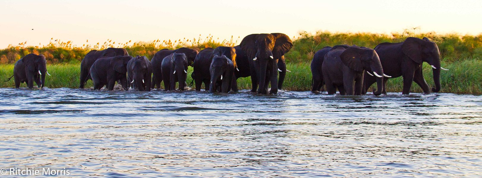 Zambezi_Ilombe_and_Sekoma_Lodge_tigerfish_16