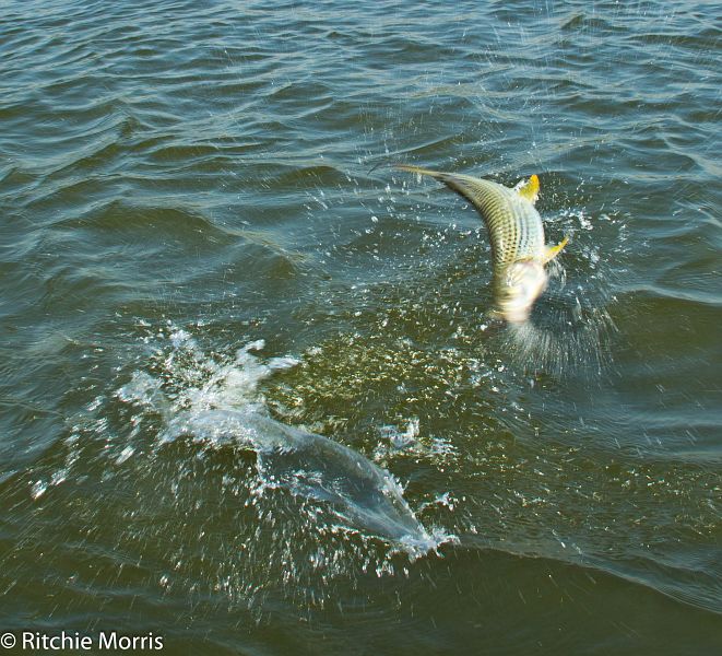 Zambezi_Ilombe_and_Sekoma_Lodge_tigerfish_25