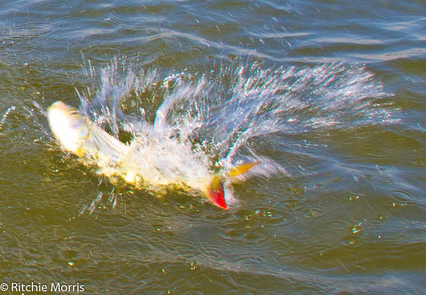 Zambezi_Ilombe_and_Sekoma_Lodge_tigerfish_26