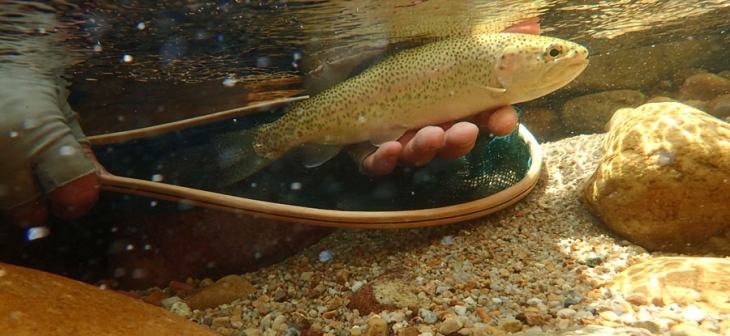 6_Trout_under_water_PA290424
