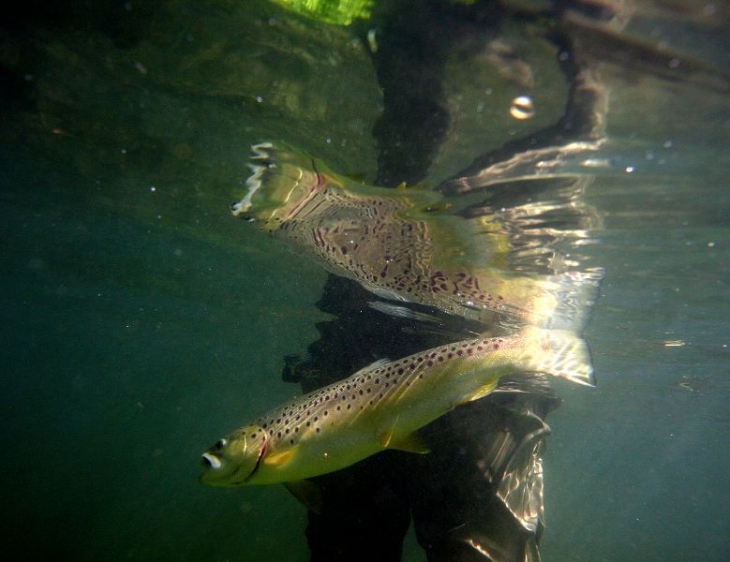 77 Itchen River brown trout