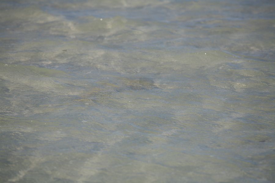 A sighted sandshark 7