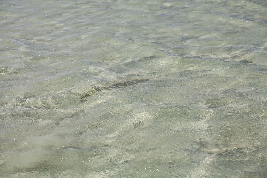 A sighted sandshark 8