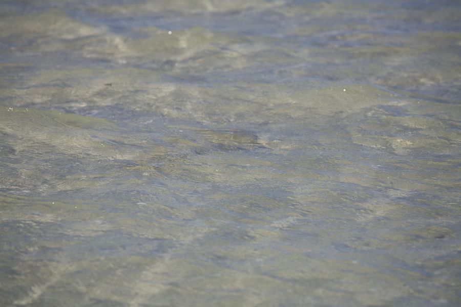A sighted sandshark 9