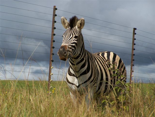 KZN 2011 045