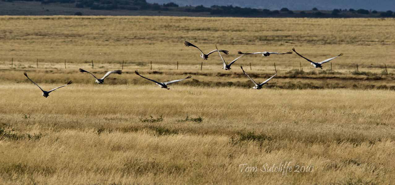 Landscape Karoo Steynsberg2 (2)