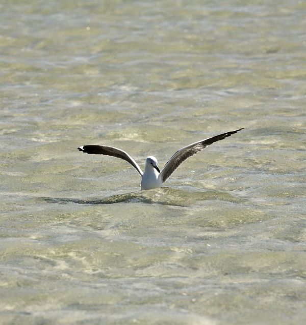 Langebaan 51