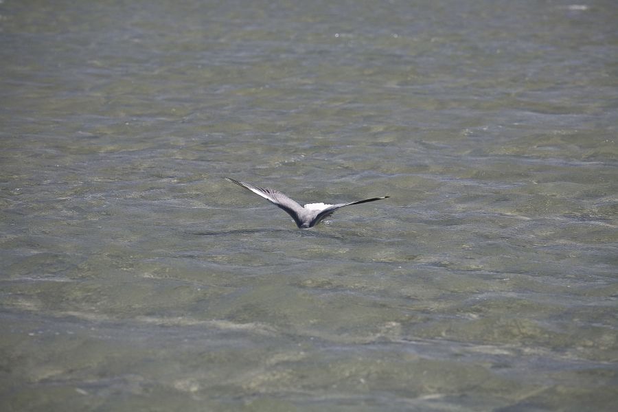 Langebaan 54