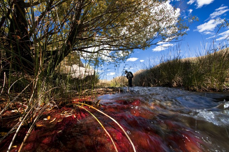 LEPPThe Coldbrook Stream