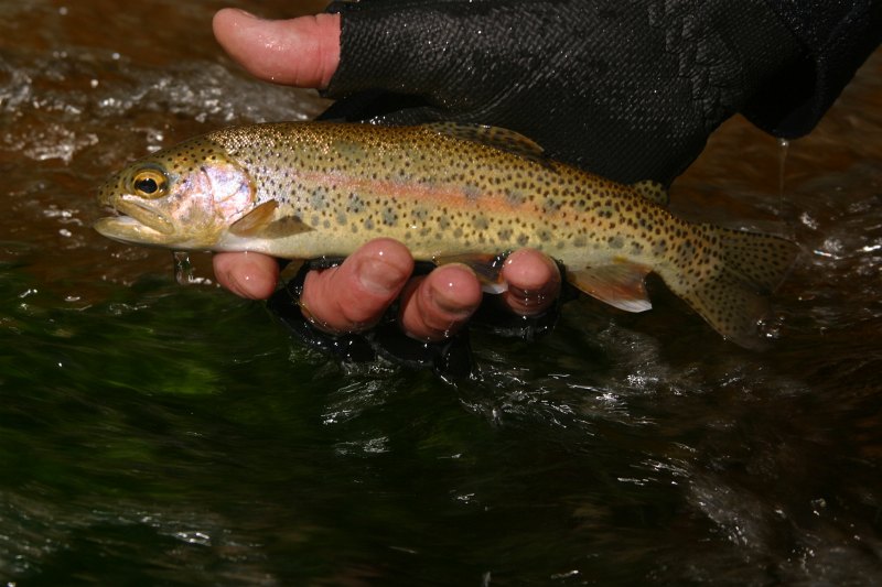 Lourens River (8)