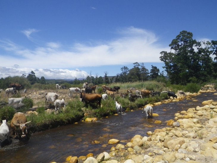 Lourens_River_cattle_IMGP0222