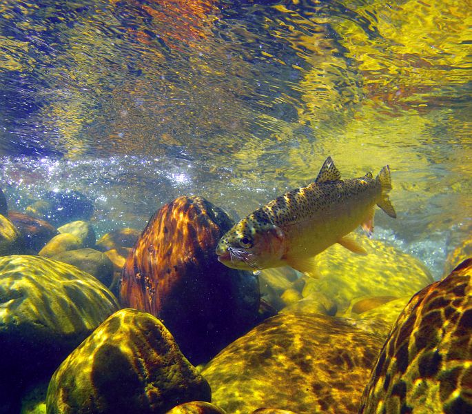 Mountain top trout-scan ready