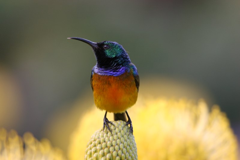 Orange-breasted Sunbird 1