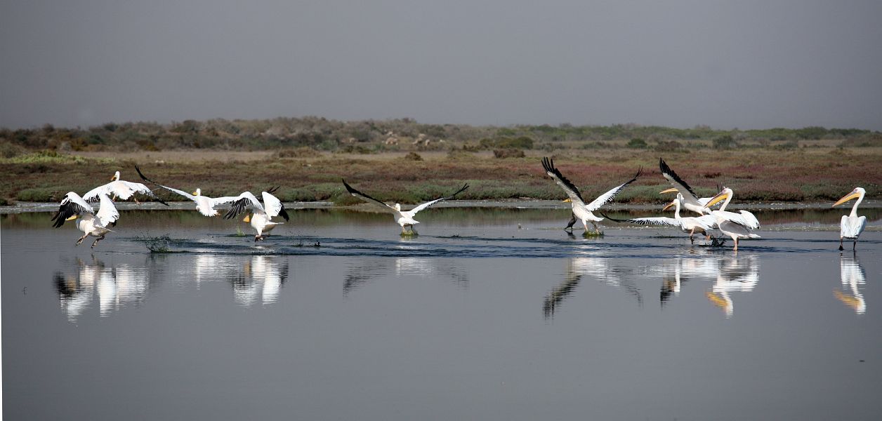 Pelicans