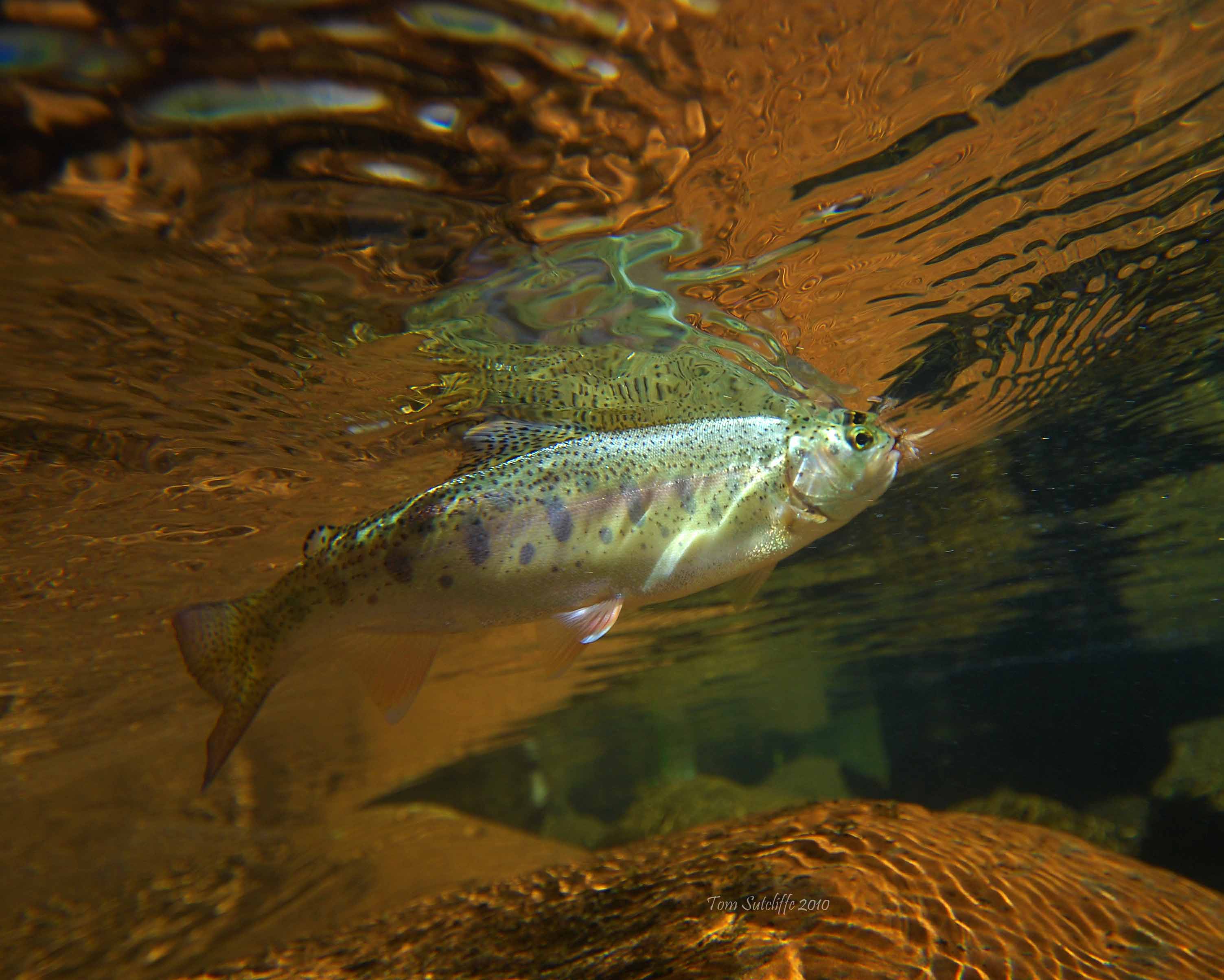Rainbow trout 9 copy